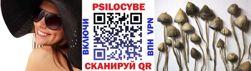 Псилоцибиновые грибы мицелий  Новый Оскол 